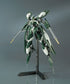 Gundam 1/144 HG IBO #034 EB-08jjc Reginlaze Julia Model Kit